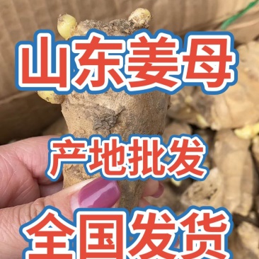 姜母山东优质姜母常年有货质量好货源充足