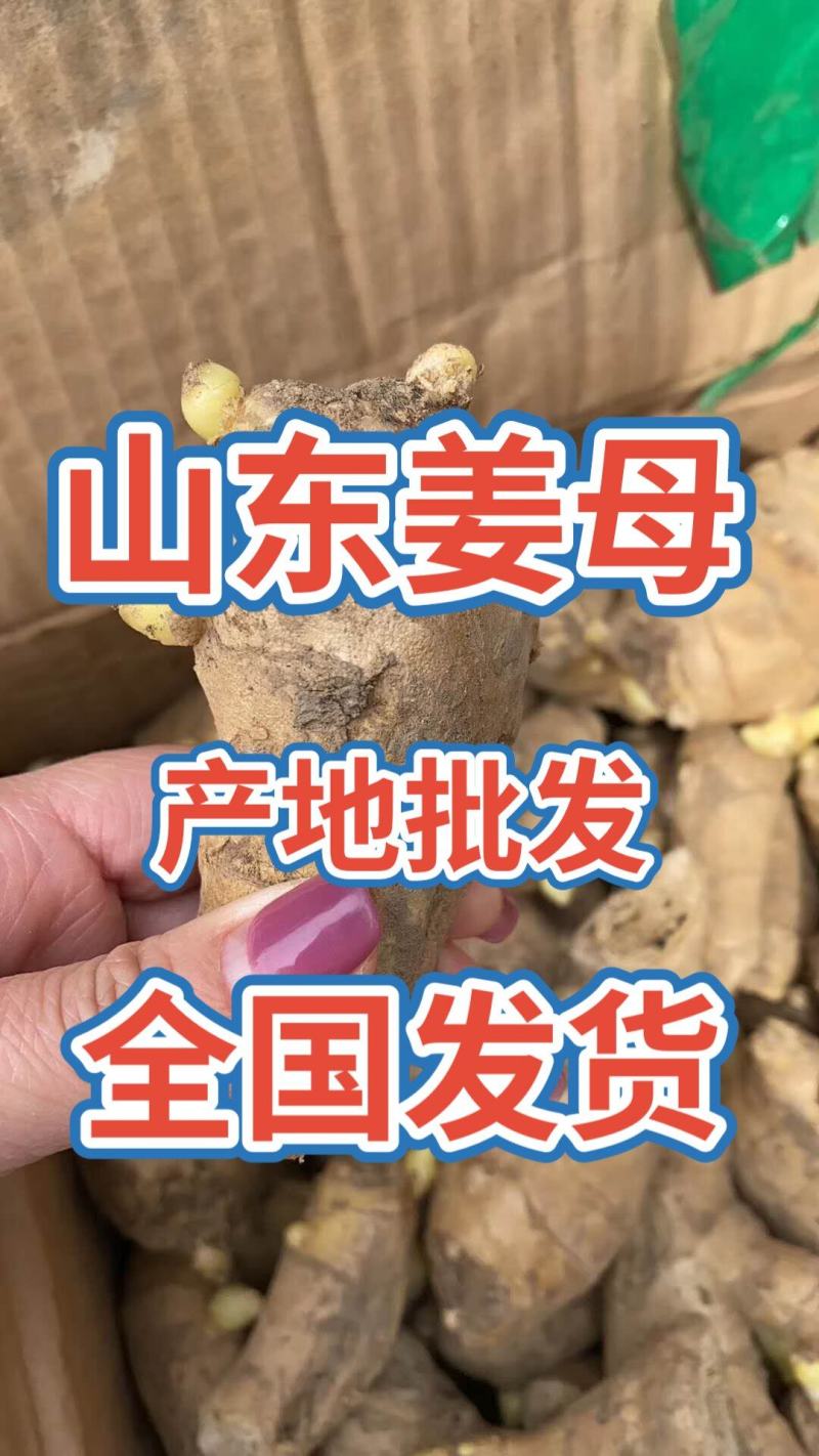 姜母山东优质姜母常年有货质量好货源充足