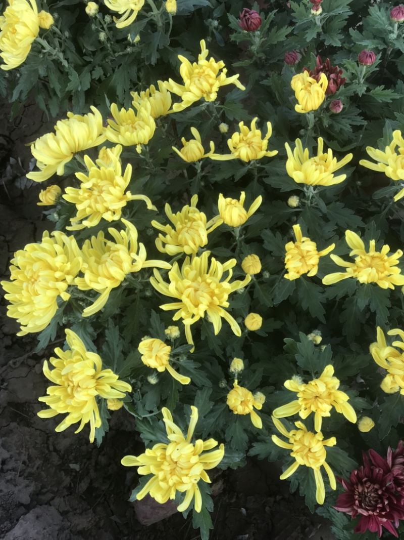 菊花，大菊花，国庆菊菊花造型，九月菊，颜色多