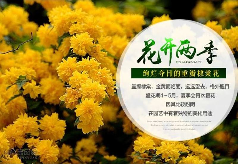 重瓣棣棠花室外庭院阳台盆栽耐阴灌木花卉植物棣棠花苗