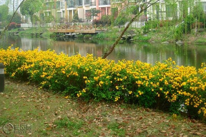 重瓣棣棠花室外庭院阳台盆栽耐阴灌木花卉植物棣棠花苗