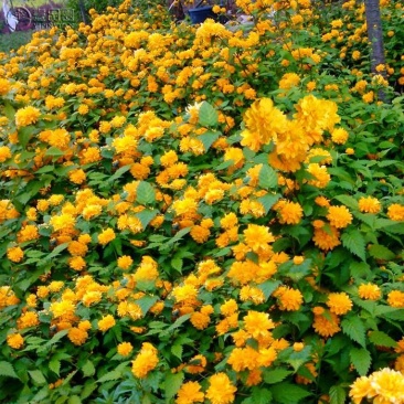 重瓣棣棠花室外庭院阳台盆栽耐阴灌木花卉植物棣棠花苗