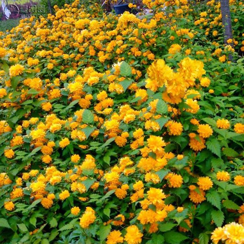 重瓣棣棠花室外庭院阳台盆栽耐阴灌木花卉植物棣棠花苗