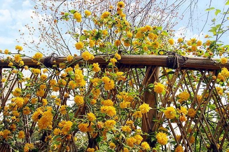重瓣棣棠花室外庭院阳台盆栽耐阴灌木花卉植物棣棠花苗