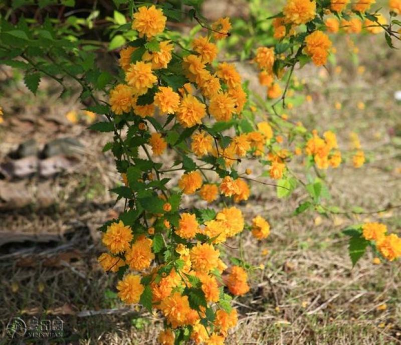重瓣棣棠花室外庭院阳台盆栽耐阴灌木花卉植物棣棠花苗