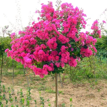 美国天鹅绒紫薇花庭院绿化室外地栽耐寒木本花卉植物紫薇
