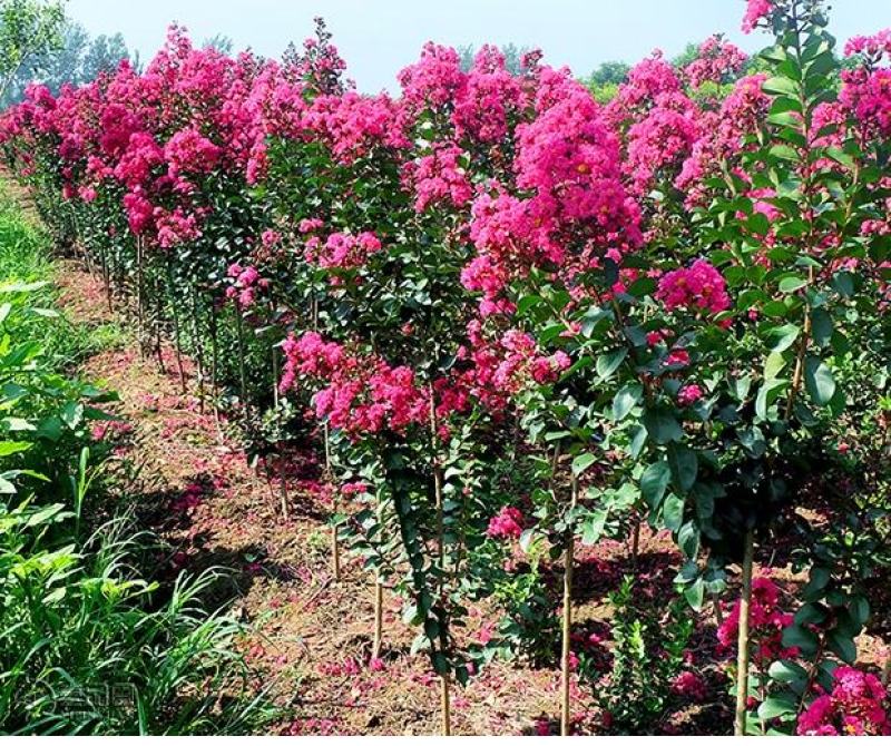 美国天鹅绒紫薇花庭院绿化室外地栽耐寒木本花卉植物紫薇