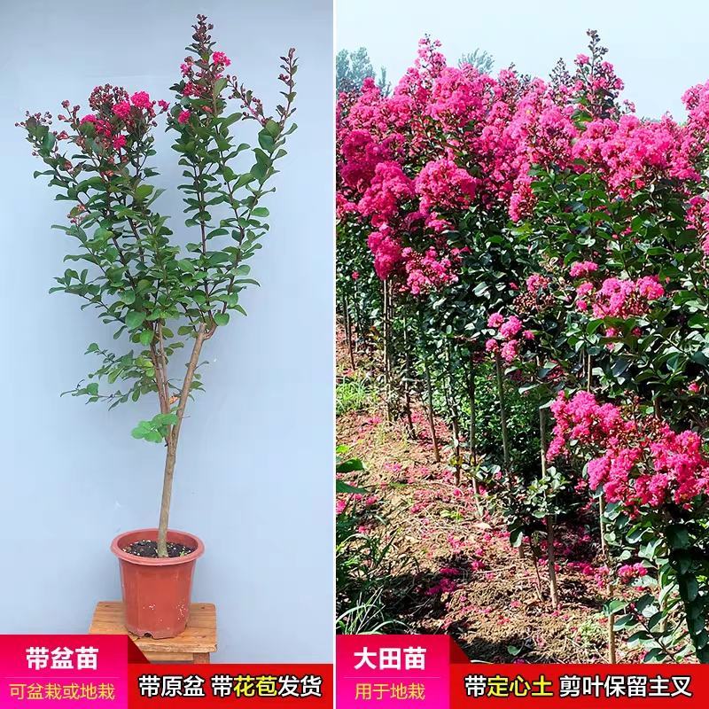 美国天鹅绒紫薇花庭院绿化室外地栽耐寒木本花卉植物紫薇