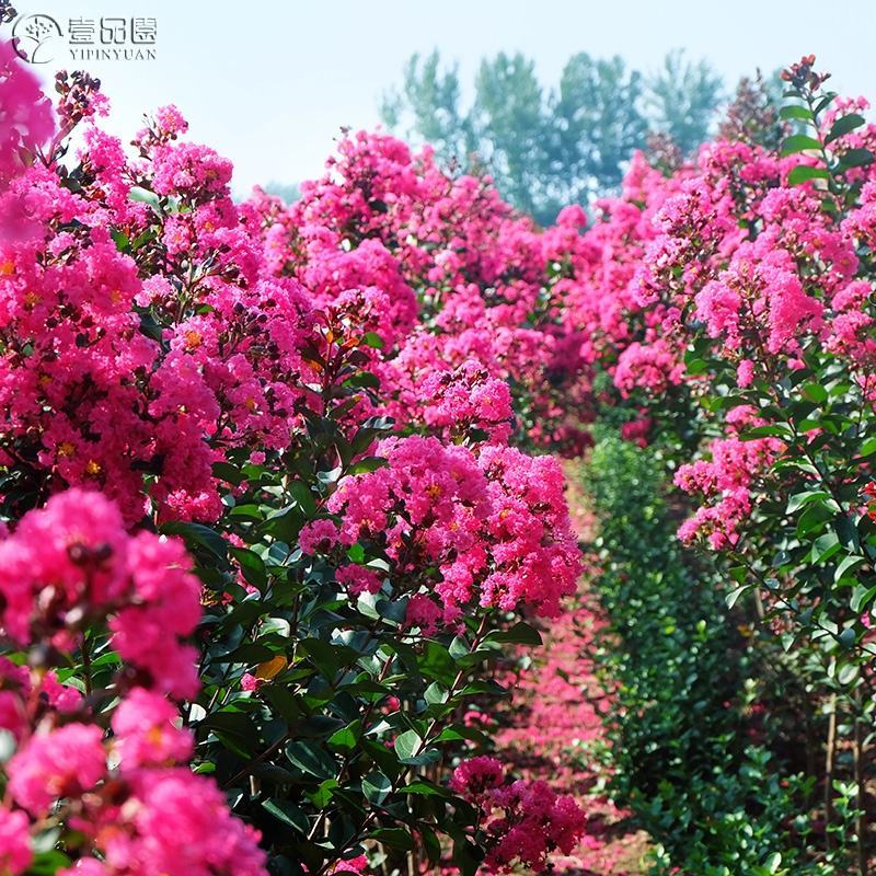 美国天鹅绒紫薇花庭院绿化室外地栽耐寒木本花卉植物紫薇