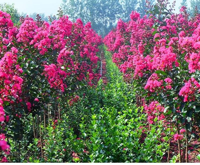 美国天鹅绒紫薇花庭院绿化室外地栽耐寒木本花卉植物紫薇