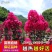 美国天鹅绒紫薇花庭院绿化室外地栽耐寒木本花卉植物紫薇
