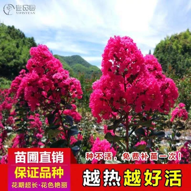 美国天鹅绒紫薇花庭院绿化室外地栽耐寒木本花卉植物紫薇