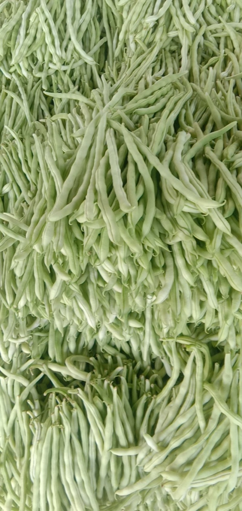 白不老，白无丝。量大质量好又便宜