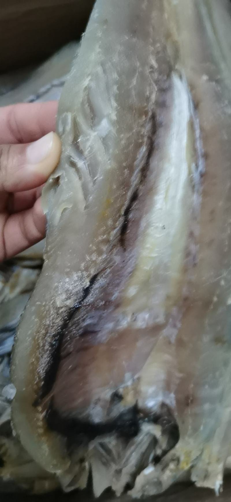 香梭鱼一款微咸鱼，一条在一斤到七两左右，开背去内脏肉质超