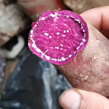 山东，泗水红薯大量上市，本地区红薯干物质含量高。