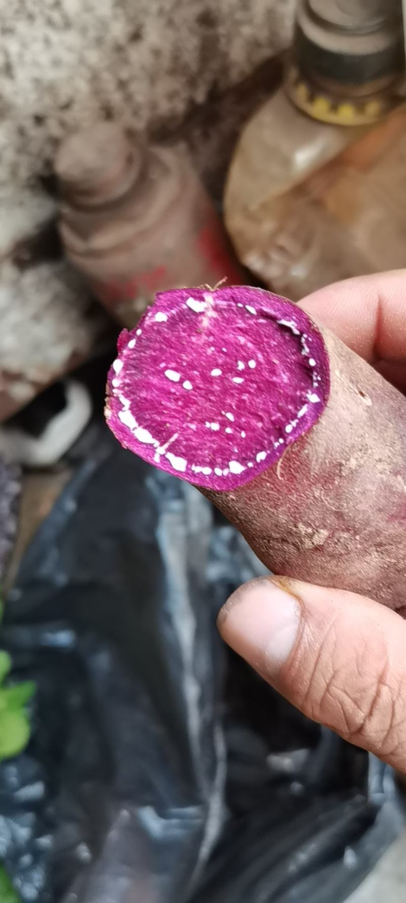山东，泗水红薯大量上市，本地区红薯干物质含量高。