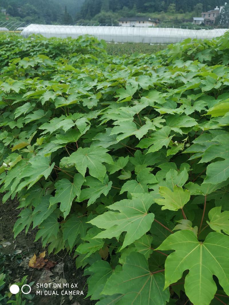 油桐苗，木子苗大量精品苗木出售