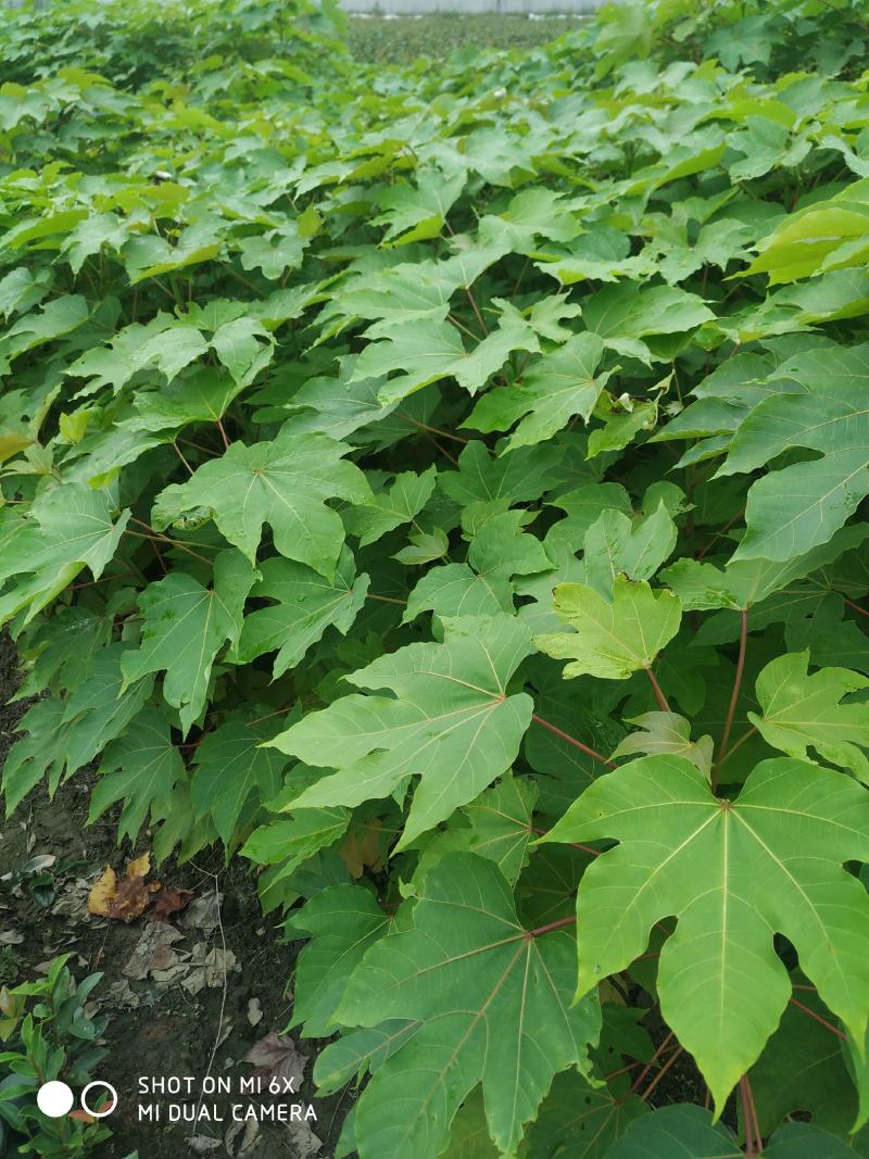 油桐苗，木子苗大量精品苗木出售