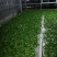 云南普洱茶古树茶单株。纯手工制作润滑口感香甜，耐泡。