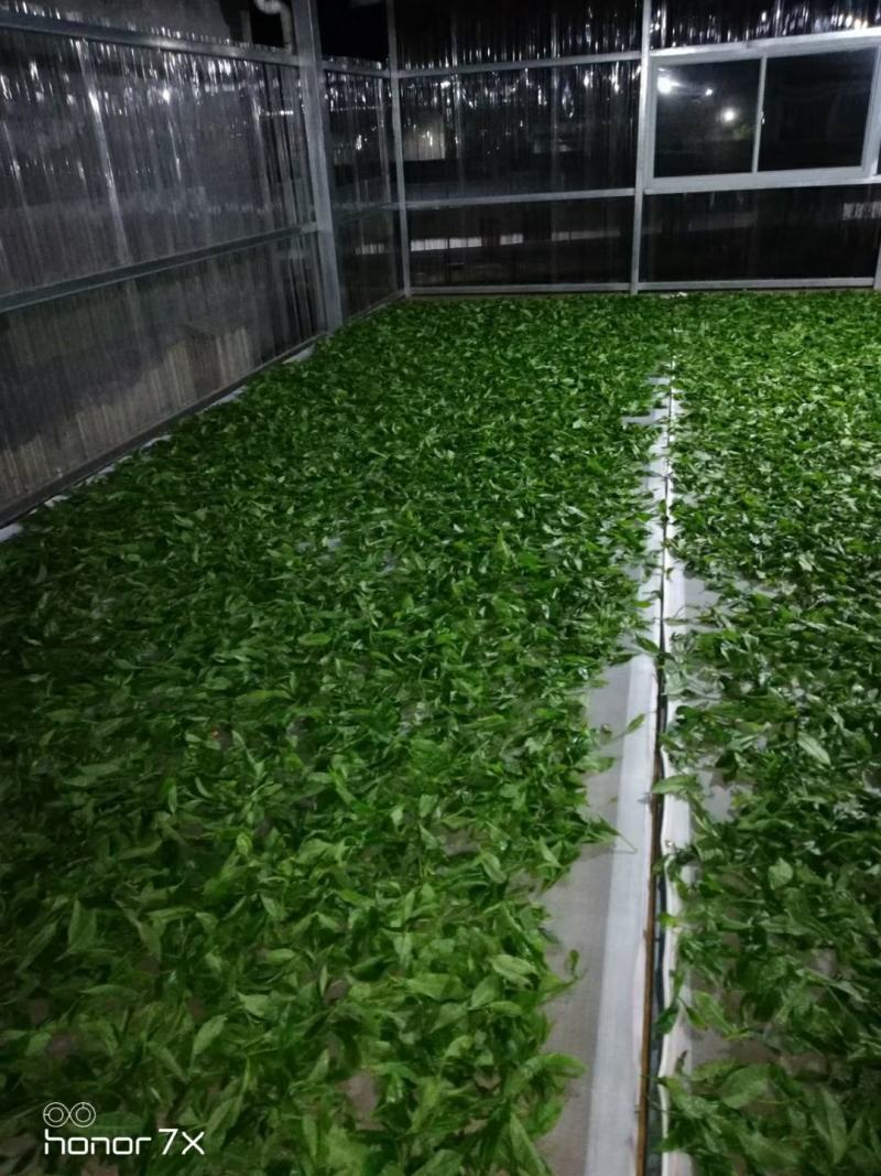 云南普洱茶古树茶单株。纯手工制作润滑口感香甜，耐泡。
