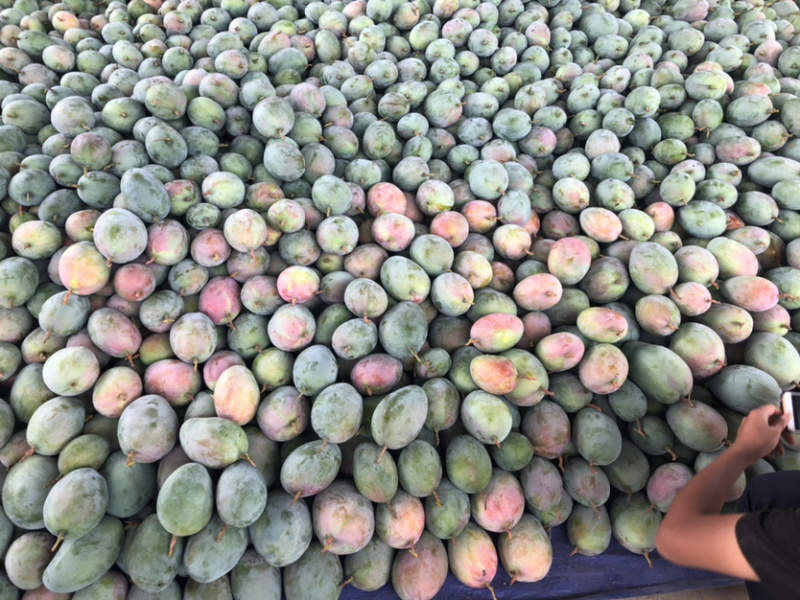 攀枝花阳光特产凯特芒果🥭