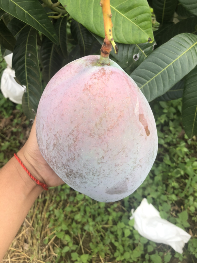 攀枝花阳光特产凯特芒果🥭