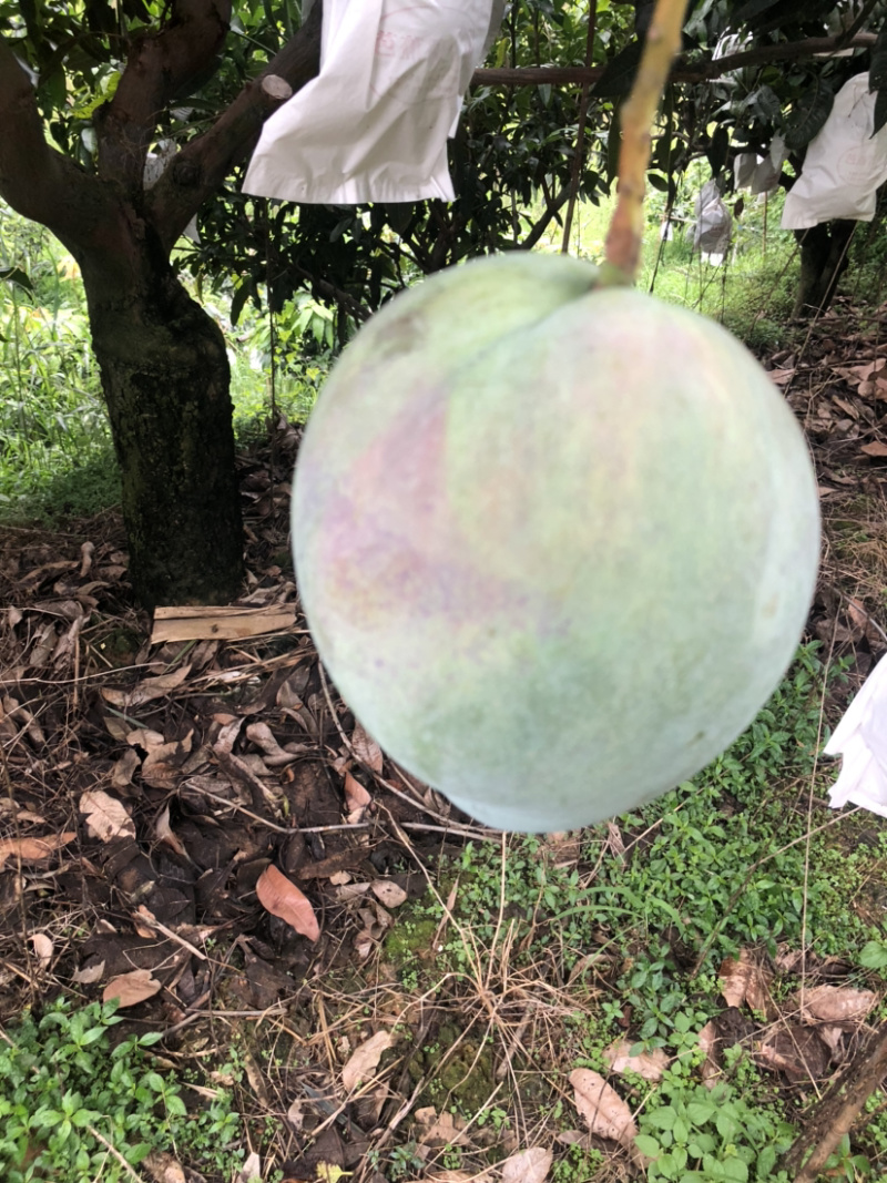 攀枝花阳光特产凯特芒果🥭