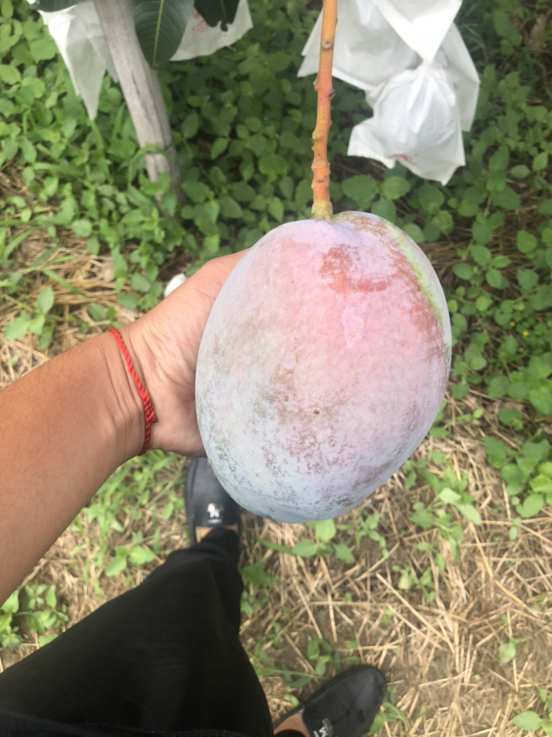 攀枝花阳光特产凯特芒果🥭