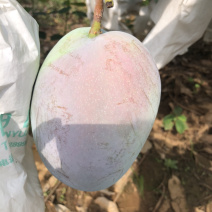 攀枝花阳光特产凯特芒果🥭