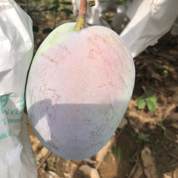 攀枝花阳光特产凯特芒果🥭