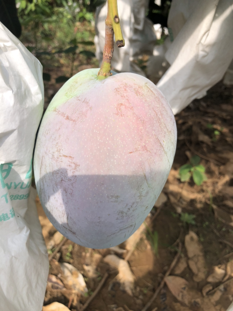 攀枝花阳光特产凯特芒果🥭