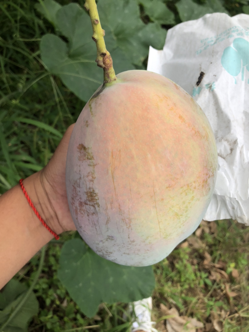攀枝花阳光特产凯特芒果🥭