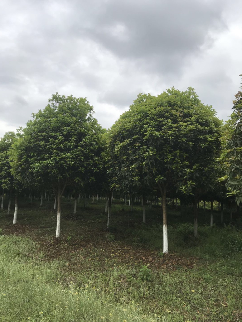 桂花（朱沙桂5-6层货长期供应）