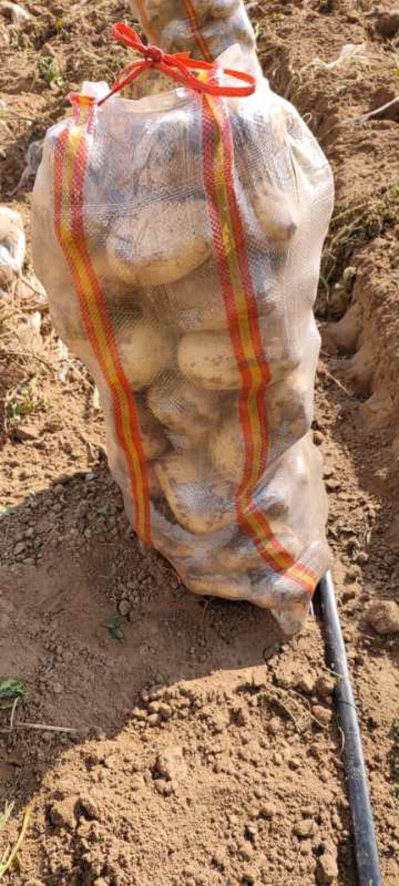 优质的v7土豆量大，欢迎客户