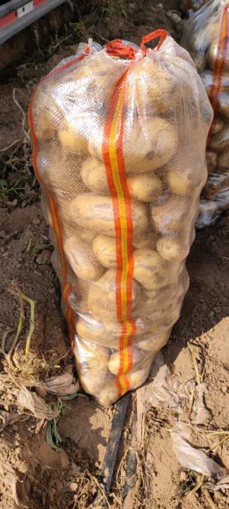 优质的v7土豆量大，欢迎客户