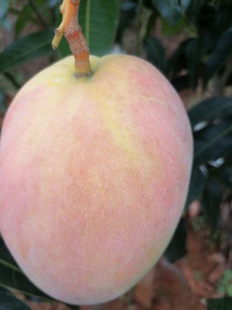 攀枝花阳光特产凯特芒果