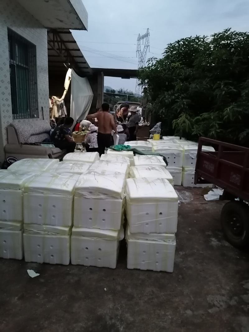 攀枝花阳光特产凯特芒果