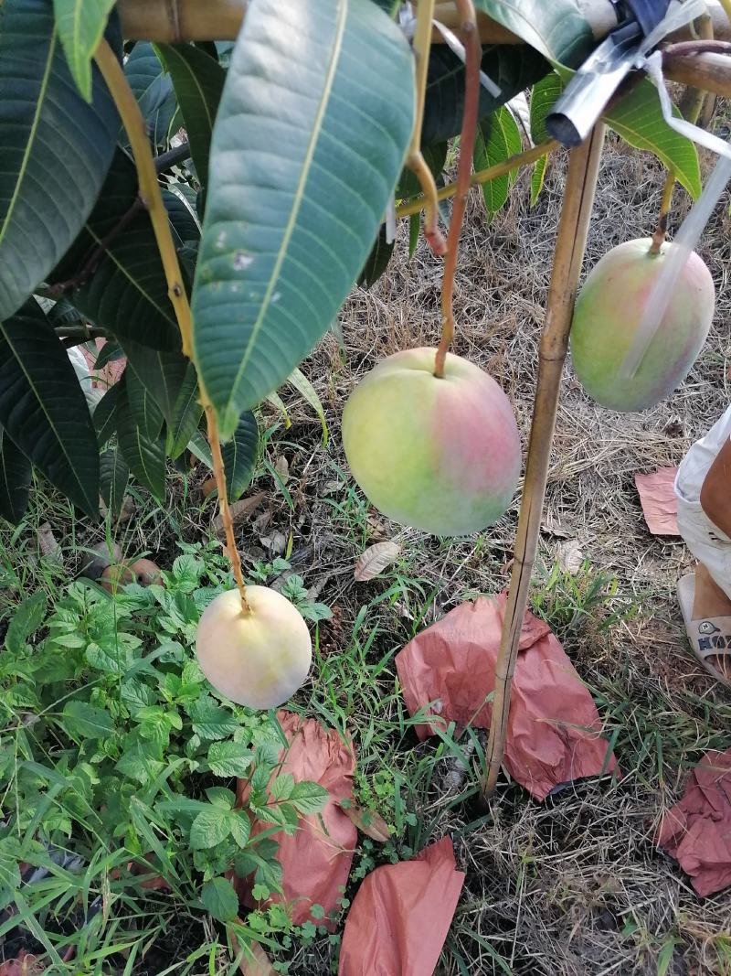攀枝花阳光特产凯特芒果