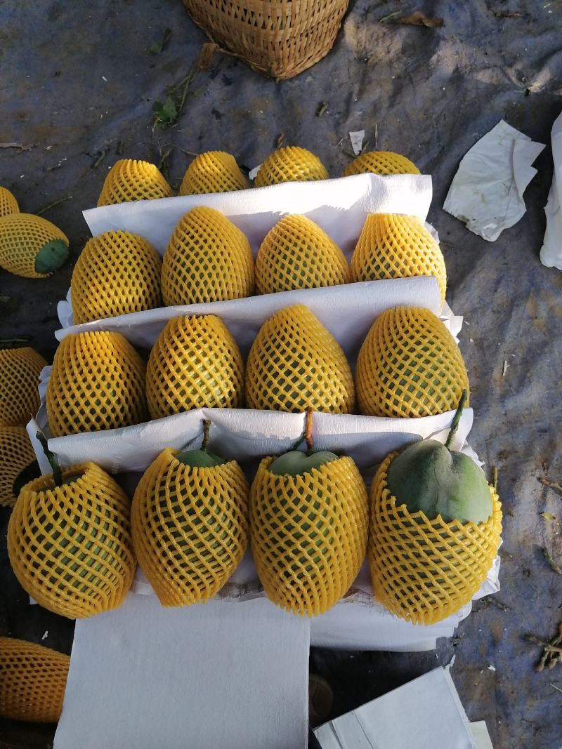 攀枝花阳光特产凯特芒果