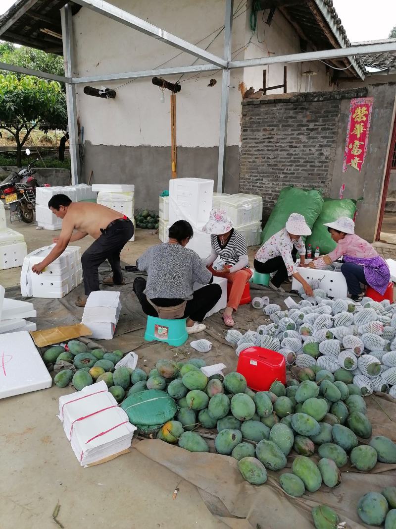 攀枝花阳光特产凯特芒果