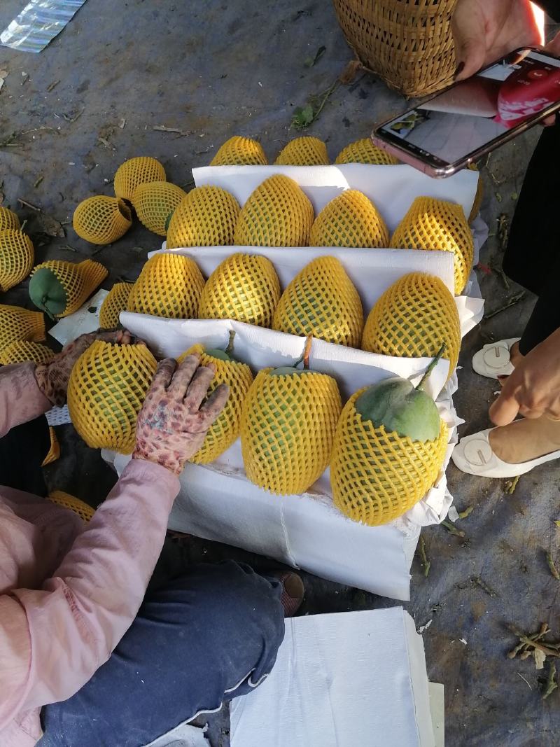攀枝花阳光特产凯特芒果