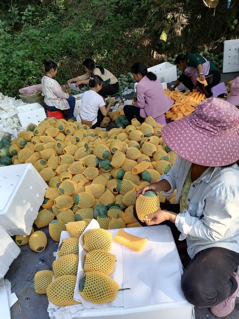 攀枝花阳光特产凯特芒果