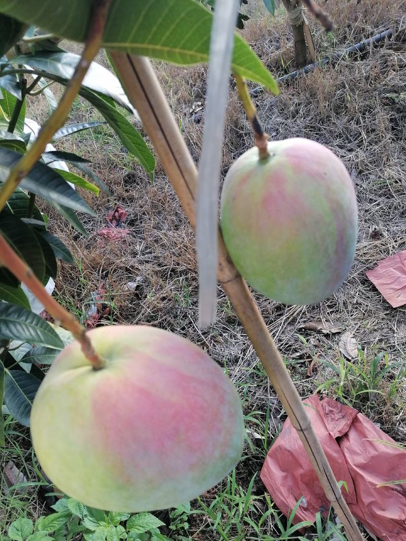 攀枝花阳光特产凯特芒果