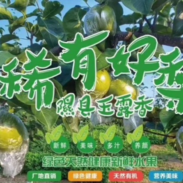 隰县王露香香甜可口皮薄水大