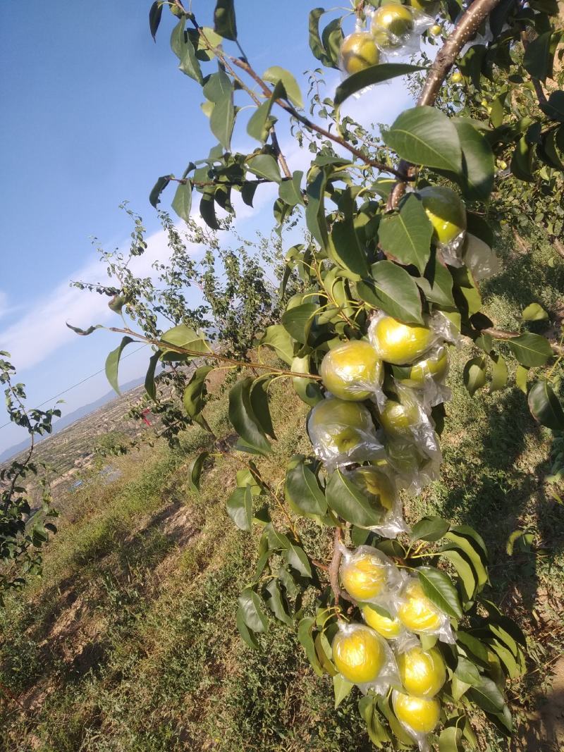 隰县王露香香甜可口皮薄水大