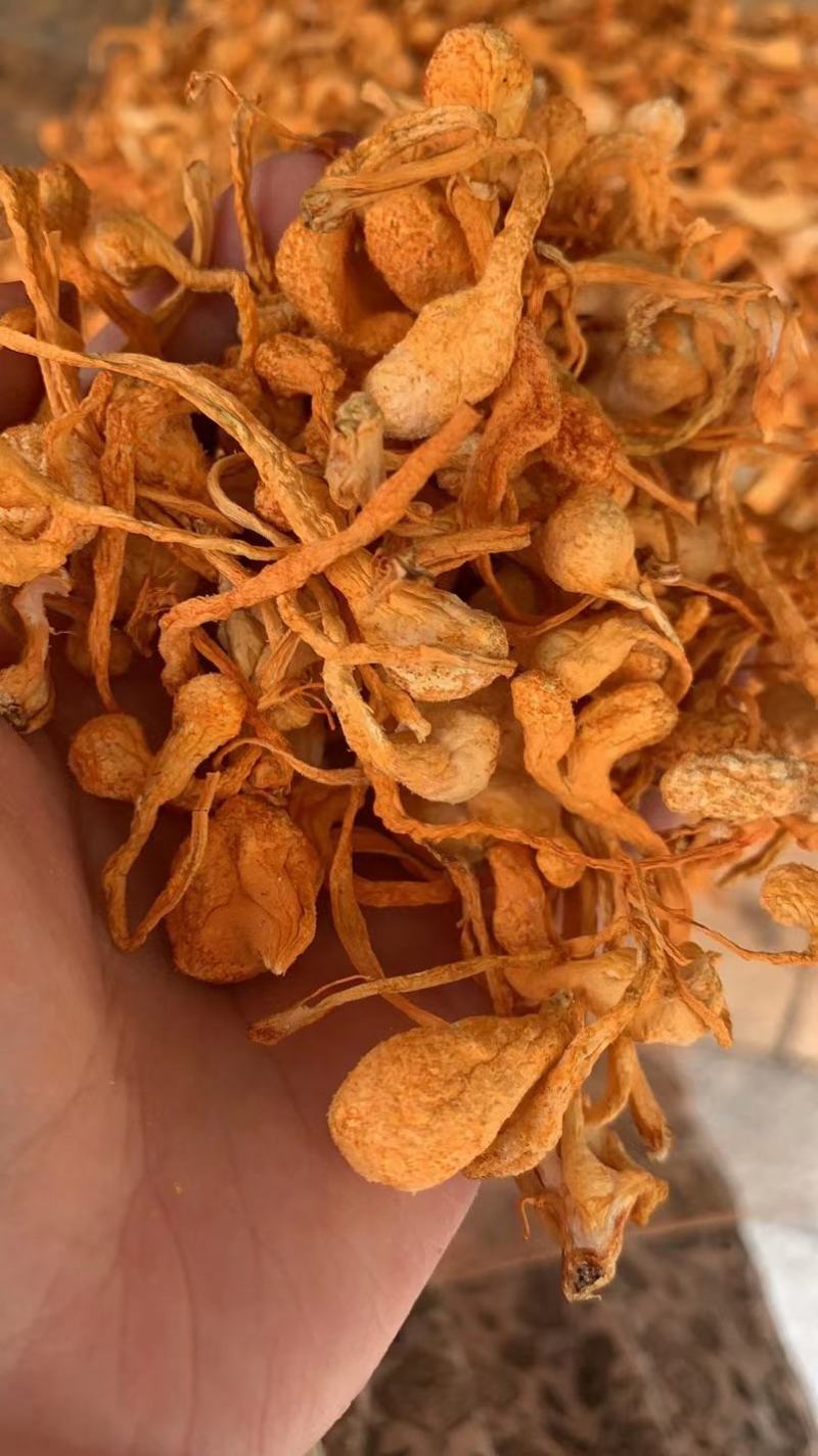 特选东北虫草花粗排大量上市批零兼营质量不好包退包运费
