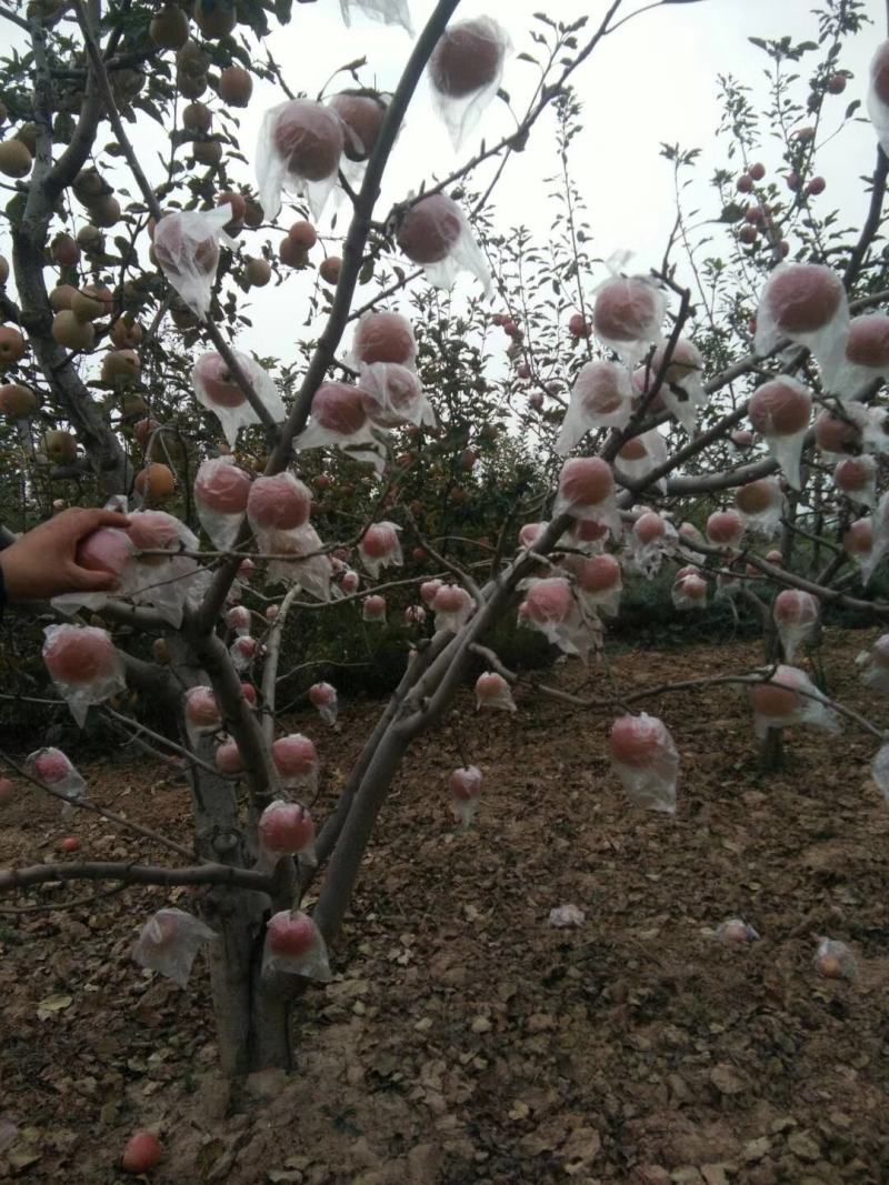 红富士苹果精选精品大果80mm脆甜多汁一件代发