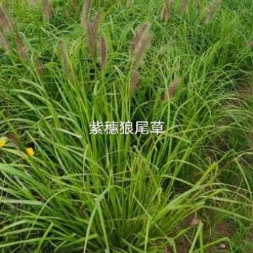 紫惠狼尾草花小苗大量供应