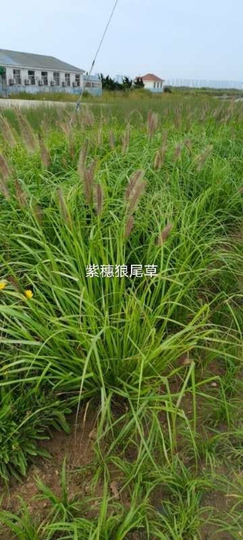 紫惠狼尾草花小苗大量供应