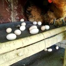土鸡蛋，农家老品种鸡蛋